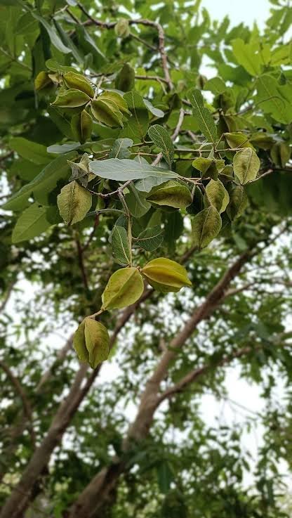Arjun tree